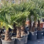 Palma konopná (Trachycarpus fortunei) - výška kmeňa 20-30 cm, celková výška 100-120 cm, kont. C18L (-17°C) 